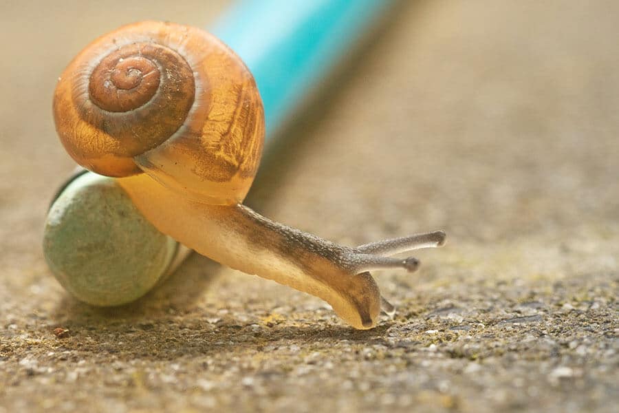 An image of a snail