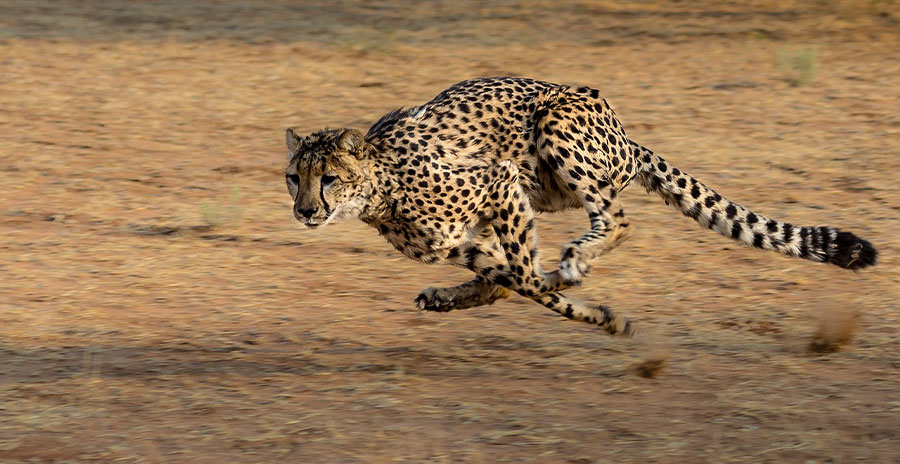 A cheetah running at full speed
